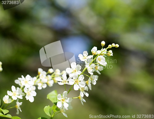 Image of Spring flowers on the tree 