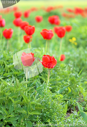 Image of Spring beautiful flowers tulips 