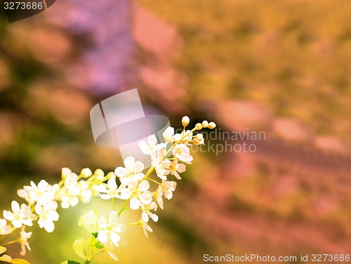 Image of Spring flowers on the tree 