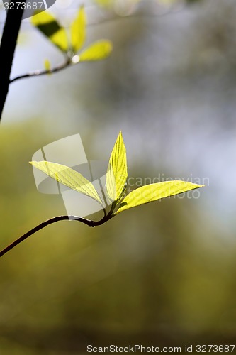 Image of Beautiful leaves 