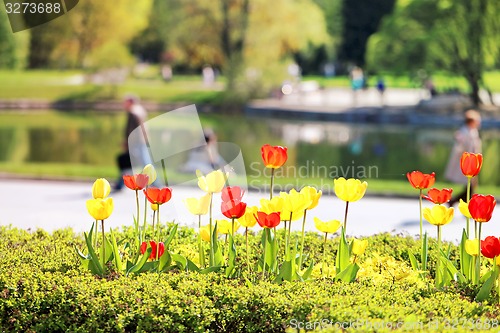 Image of Spring beautiful flowers tulips 