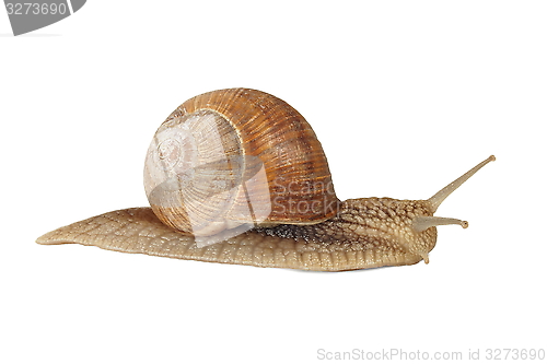 Image of Edible snail