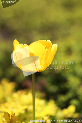 Image of Spring beautiful flowers tulips 