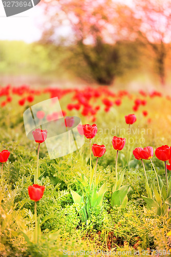 Image of Spring beautiful flowers tulips 