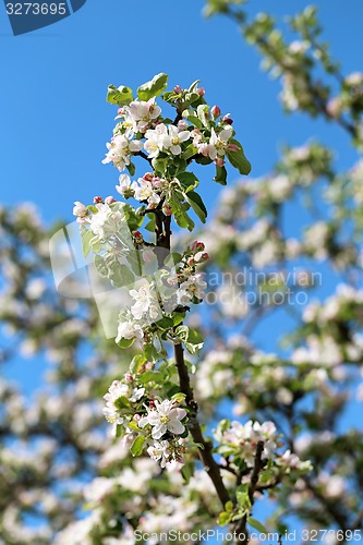 Image of Spring flowers on the tree 
