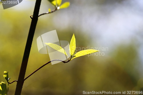 Image of Beautiful leaves 