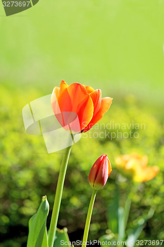 Image of Spring beautiful flowers tulips 