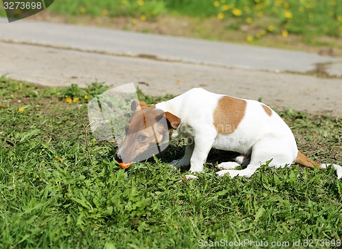 Image of Beautiful dog  