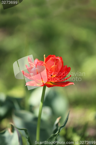 Image of Spring beautiful flowers tulips 