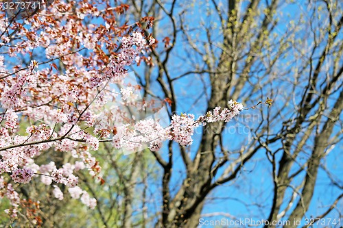 Image of Spring flowers on the tree 
