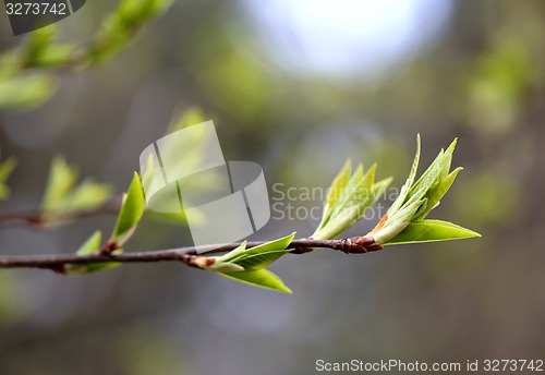 Image of Beautiful leaves 