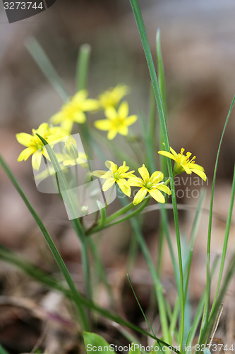 Image of Green grass in a field 