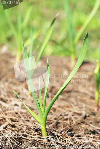 Image of Green grass in a field 