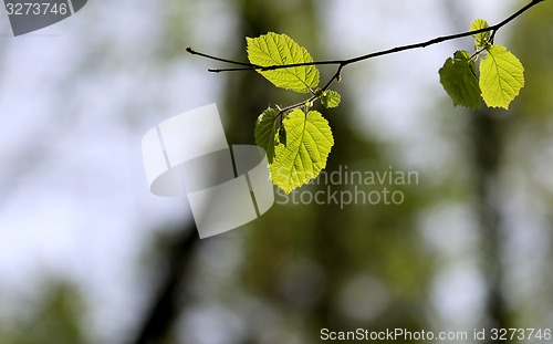 Image of Beautiful leaves 