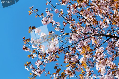 Image of Spring flowers on the tree 