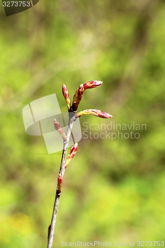 Image of Beautiful leaves 