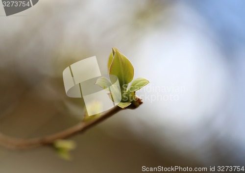 Image of Beautiful leaves 