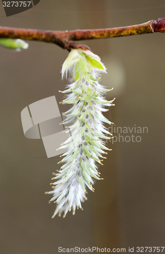 Image of Spring flowers on the tree 