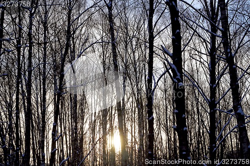 Image of Beautiful winter forest  