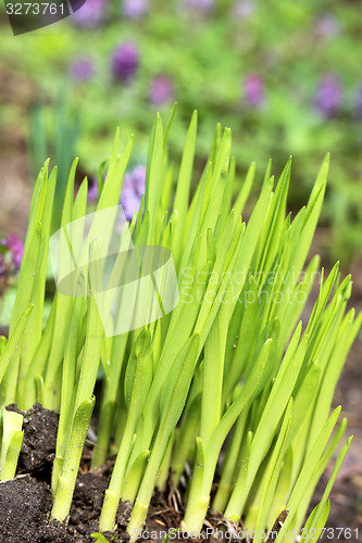 Image of Green grass in a field 