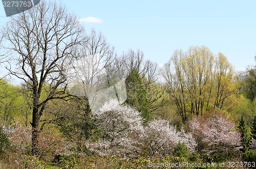 Image of Spring flowers on the tree 