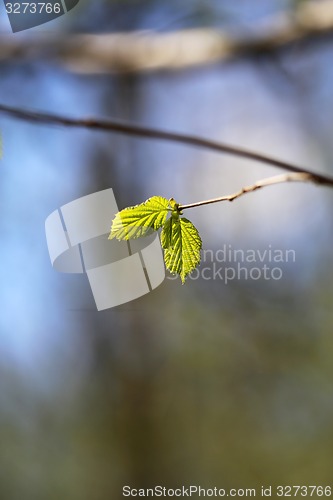 Image of Beautiful leaves 