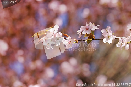 Image of Spring flowers on the tree 