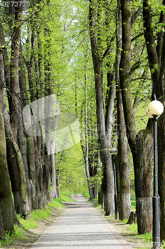 Image of Road in a beautiful tropical forest  