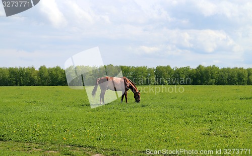 Image of Beautiful horses