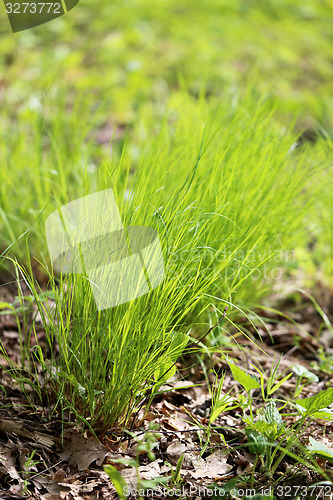 Image of Green grass in a field 