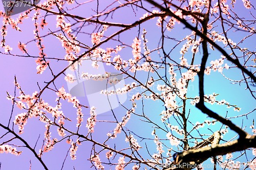 Image of Spring flowers on the tree 