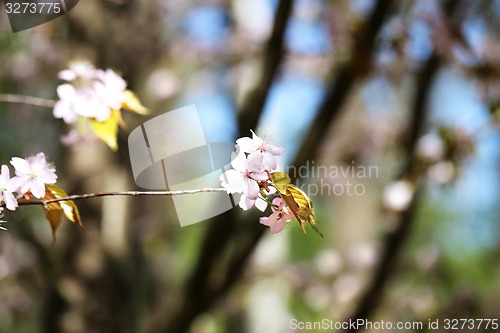 Image of Spring flowers on the tree 