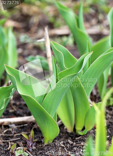 Image of Spring beautiful flowers  