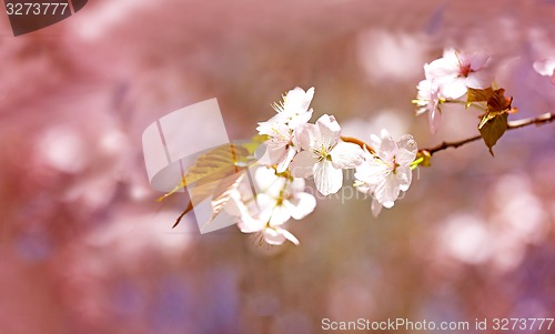 Image of Spring flowers on the tree 