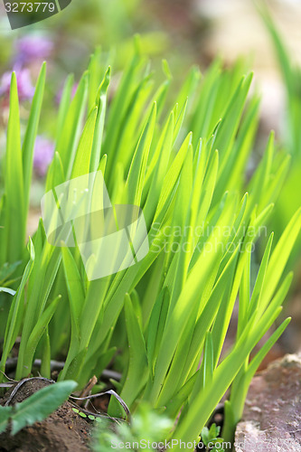 Image of Green grass in a field 
