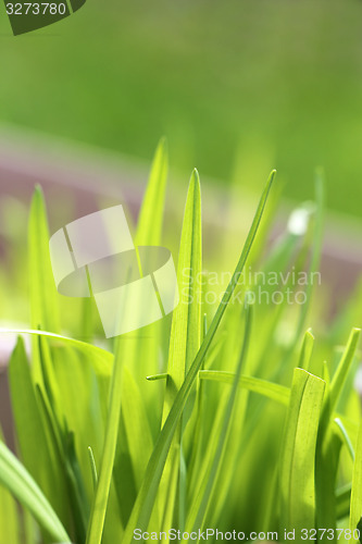 Image of Green grass in a field 