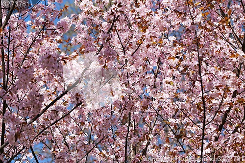 Image of Spring flowers on the tree 