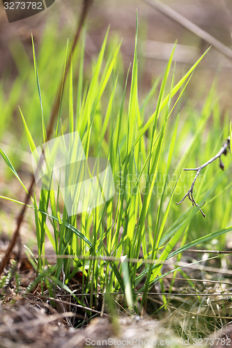 Image of Green grass in a field 