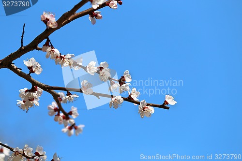 Image of Spring flowers on the tree 