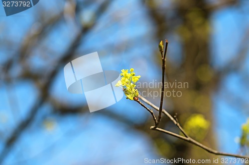 Image of Beautiful leaves 