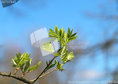 Image of Beautiful leaves 