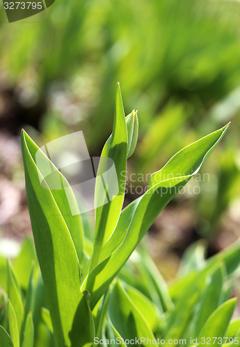 Image of Spring beautiful flowers  