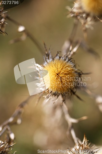 Image of Dry grass in a field  