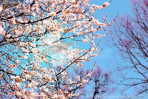 Image of Spring flowers on the tree 