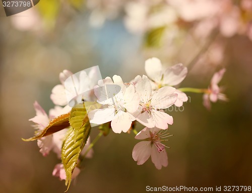 Image of Spring flowers on the tree 