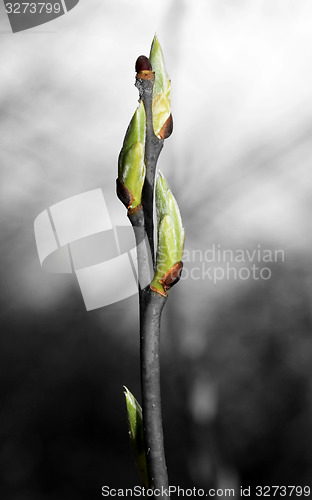 Image of Beautiful leaves 