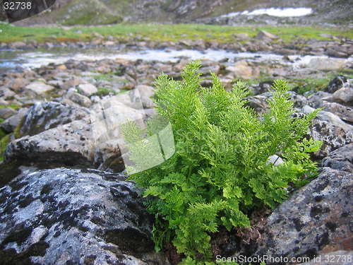 Image of A plant in a rocky area