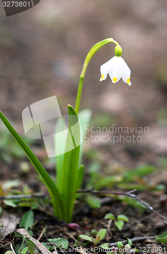 Image of Spring beautiful flowers  