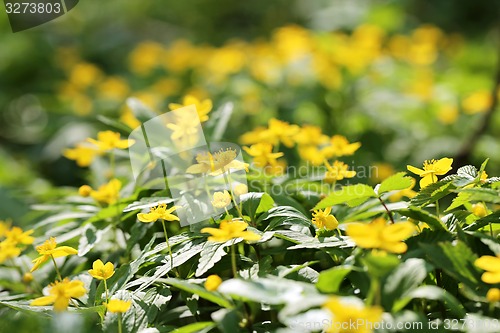 Image of Green grass in a field 