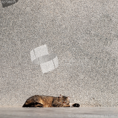 Image of Tabby cat laying on a sun